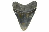 Serrated, Fossil Megalodon Tooth - North Carolina #345665-2